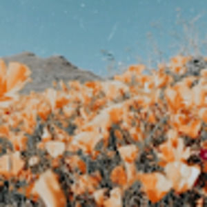 Meet your Posher, Ella